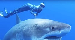 VIDEO Na Havajima plivali uz najveću veliku bijelu psinu na svijetu i preživjeli
